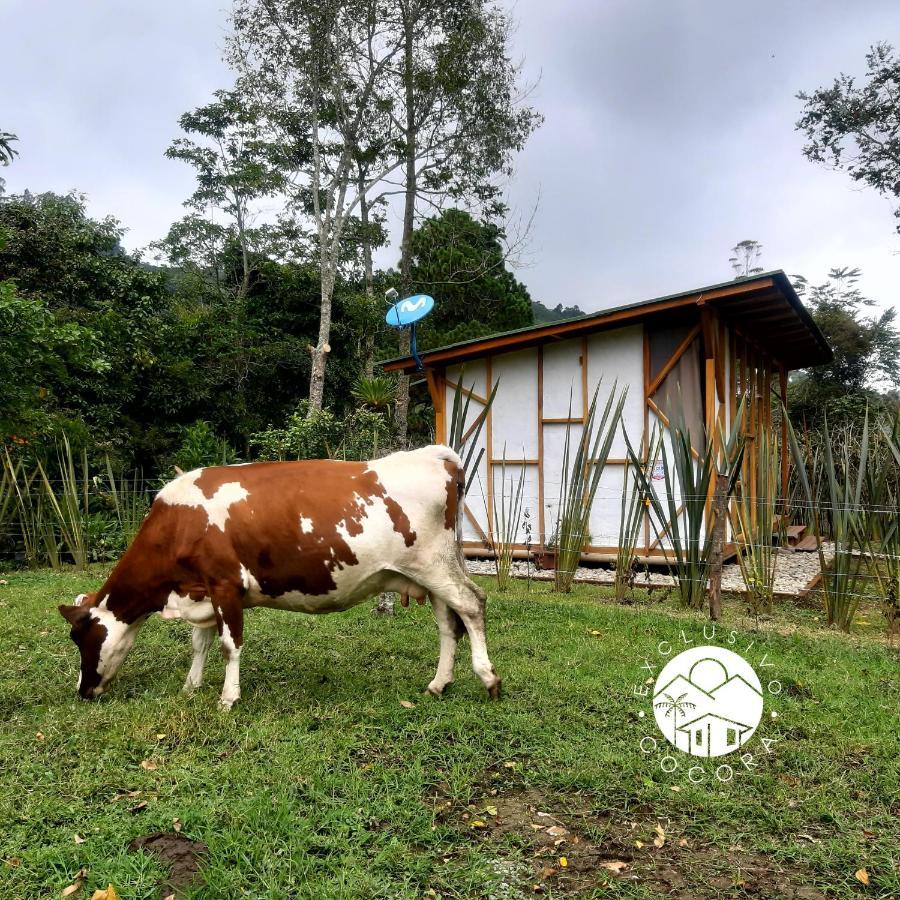 Exclusivo Cocora Con Jacuzzi Salento Quindioヴィラ エクステリア 写真